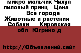 микро мальчик Чихуа лиловый принц › Цена ­ 90 - Все города Животные и растения » Собаки   . Кировская обл.,Югрино д.